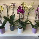 la-ciotat-orchidées