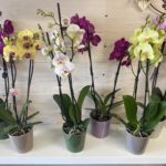 orchidées-la-ciotat